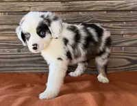 Lennyn, a female Miniature Australian Shepherd for sale in Honey Grove, TX – 5 of 10