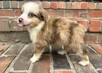 Conner, a male Miniature Australian Shepherd for sale in Honey Grove, TX – 4 of 6