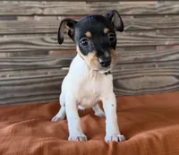 Bella, a female Rat Terrier for sale in Honey Grove, TX – 2 of 10
