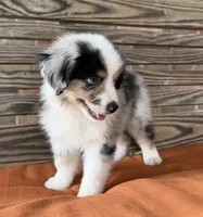 Sam, a male Miniature Australian Shepherd for sale in Honey Grove, TX – 5 of 10