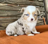 Denver , a male Miniature Australian Shepherd for sale in Honey Grove, TX – 1 of 10