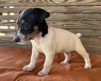 Baker, a male Rat Terrier for sale in Honey Grove, TX – 3 of 10