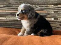 Colleen , a female Miniature Australian Shepherd for sale in Honey Grove, TX – 2 of 7