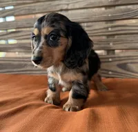 Daisy , a female Miniature Dachshund for sale in Honey Grove, TX – 7 of 7