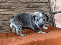 Skye, a female Australian Cattle Dog for sale in Honey Grove, TX – 7 of 10