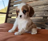 Sam, a male Cavalier King Charles Spaniel for sale in Honey Grove, TX – 3 of 9