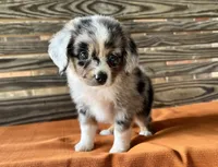 Sophie , a female Miniature Australian Shepherd for sale in Honey Grove, TX – 5 of 10