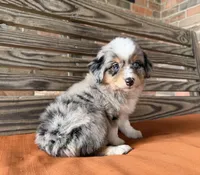 Stella, a female Miniature Australian Shepherd for sale in Honey Grove, TX – 5 of 9