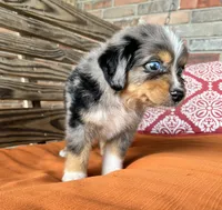 Colleen , a female Miniature Australian Shepherd for sale in Honey Grove, TX – 3 of 7