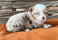 Denver , a male Miniature Australian Shepherd for sale in Honey Grove, TX – 4 of 10