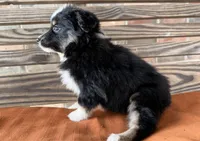 Maci, a female Miniature Australian Shepherd for sale in Honey Grove, TX – 6 of 10
