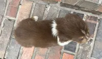 Sophie , a female Miniature Australian Shepherd for sale in Honey Grove, TX – 5 of 10