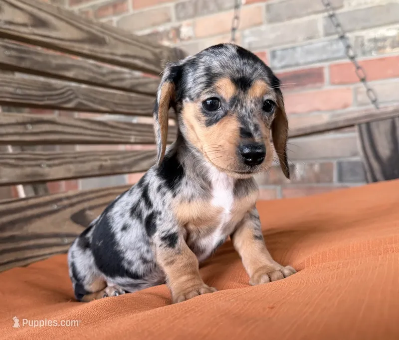 Pepper – Miniature Dachshund puppy for sale in Honey Grove, TX