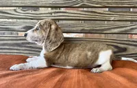 Nolan , a male Miniature Dachshund for sale in Honey Grove, TX – 10 of 10