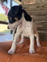 Max, a male Rat Terrier for sale in Honey Grove, TX – 3 of 8