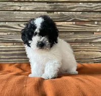 Stella, a female Poodle - Miniature  for sale in Honey Grove, TX – 2 of 8