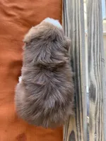 Sadie , a female Miniature Australian Shepherd for sale in Honey Grove, TX – Photo 7 of 7