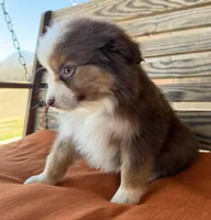 Sadie , a female Miniature Australian Shepherd for sale in Honey Grove, TX – Photo 6 of 7