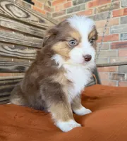 Sadie , a female Miniature Australian Shepherd for sale in Honey Grove, TX – Photo 5 of 7