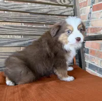 Sadie , a female Miniature Australian Shepherd for sale in Honey Grove, TX – Photo 4 of 7