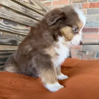 Sadie , a female Miniature Australian Shepherd for sale in Honey Grove, TX – Photo 3 of 7