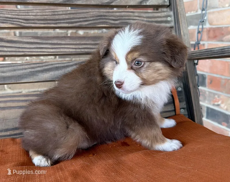 Sadie , a female Miniature Australian Shepherd for sale in Honey Grove, TX – Photo 1 of 7