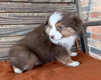 Sadie , a female Miniature Australian Shepherd for sale in Honey Grove, TX – Photo 1 of 7