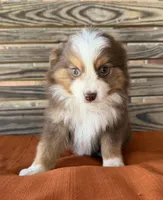Sadie , a female Miniature Australian Shepherd for sale in Honey Grove, TX – Photo 2 of 7
