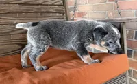 Skye, a female Australian Cattle Dog for sale in Honey Grove, TX – 5 of 10
