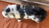 Indie, a female Miniature Australian Shepherd for sale in Honey Grove, TX – 6 of 10