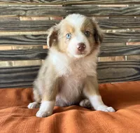 Gus, a male Miniature Australian Shepherd for sale in Honey Grove, TX – 5 of 9