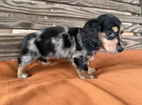 Daisy , a female Miniature Dachshund for sale in Honey Grove, TX – 6 of 7