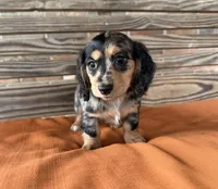 Daisy , a female Miniature Dachshund for sale in Honey Grove, TX – 2 of 7