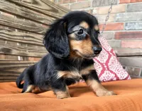 Sloan, a female Miniature Dachshund for sale in Honey Grove, TX – 2 of 10