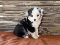 Indie, a female Miniature Australian Shepherd for sale in Honey Grove, TX – 7 of 10