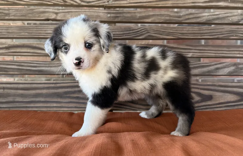 Indie – Miniature Australian Shepherd puppy for sale in Honey Grove, TX