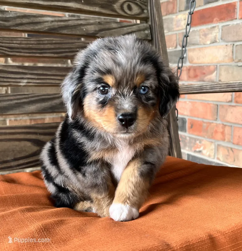 Connor , a male Miniature Australian Shepherd for sale in Honey Grove, TX – 1 of 8