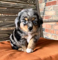 Connor , a male Miniature Australian Shepherd for sale in Honey Grove, TX – 1 of 8