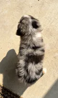 Sophie , a female Miniature Australian Shepherd for sale in Honey Grove, TX – 10 of 10