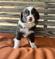 Millie, a female Miniature Australian Shepherd for sale in Honey Grove, TX – 10 of 10