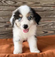 Sam, a male Miniature Australian Shepherd for sale in Honey Grove, TX – 8 of 10
