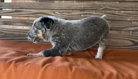 Skye, a female Australian Cattle Dog for sale in Honey Grove, TX – 9 of 10