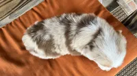 Dallas, a male Miniature Australian Shepherd for sale in Honey Grove, TX – 9 of 9