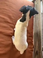 Max, a male Rat Terrier for sale in Honey Grove, TX – 6 of 8