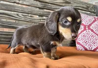 Clara, a female Miniature Dachshund for sale in Honey Grove, TX – 6 of 10