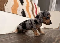 Pepper, a female Miniature Dachshund for sale in Honey Grove, TX – 6 of 9