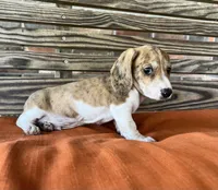 Nolan , a male Miniature Dachshund for sale in Honey Grove, TX – 2 of 10