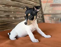 Tilly, a female Rat Terrier for sale in Honey Grove, TX – 5 of 10