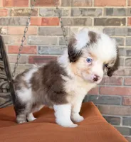 Griffin , a male Miniature Australian Shepherd for sale in Honey Grove, TX – 2 of 10