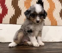 Stella, a female Miniature Australian Shepherd for sale in Honey Grove, TX – 3 of 9